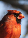 Northern Cardinal 9578